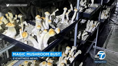From Farm to Fork: Inside the Illegal Magic Mushroom Trade
